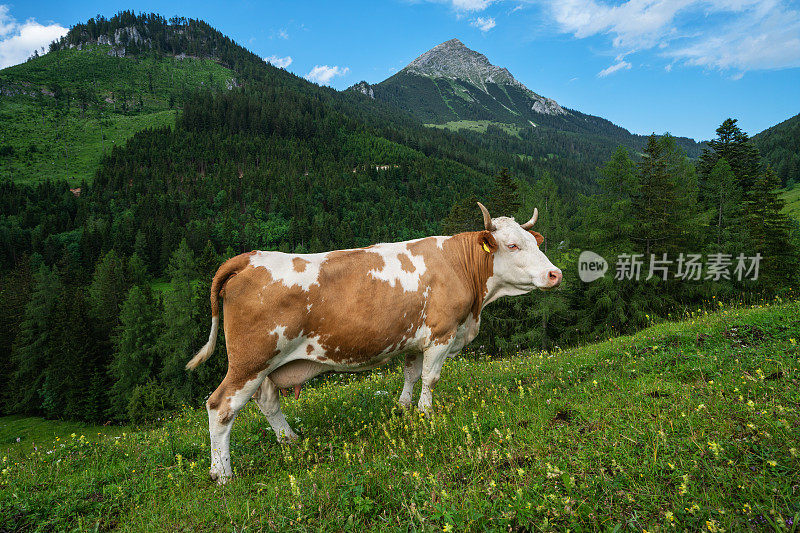 阿尔卑斯山牧场上的牛。奥地利上奥地利