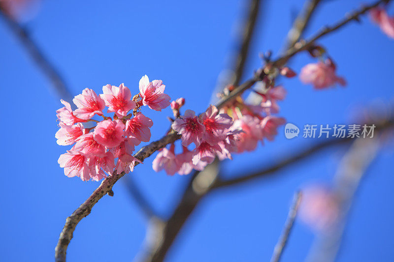 樱花，在泰国清迈的蓝天背景下，一束野生喜马拉雅樱花，粉红色的花朵和嫩叶在树上发芽