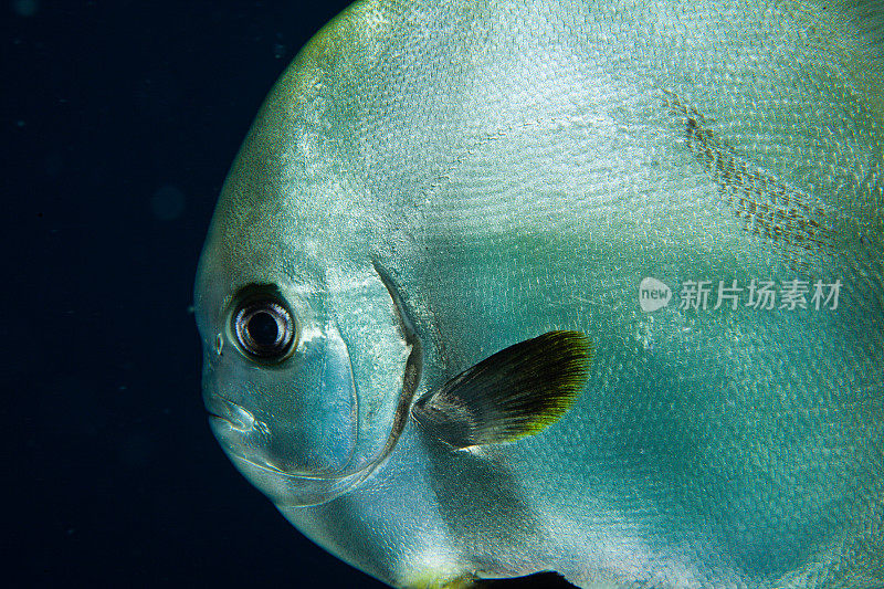 热带鱼，海洋生物，