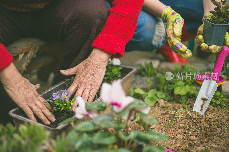 老奶奶在后院与孙女园艺