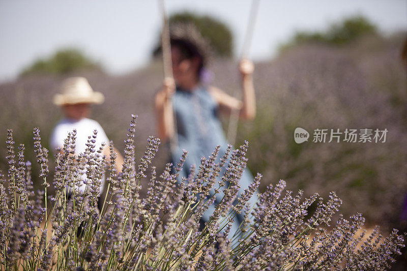 母亲和儿子在薰衣草地里