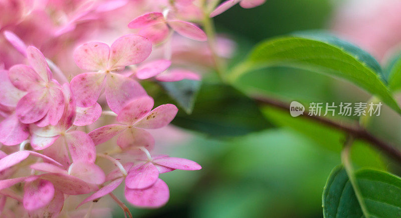 特写的粉红色绣球花与绿色的叶子失去焦点