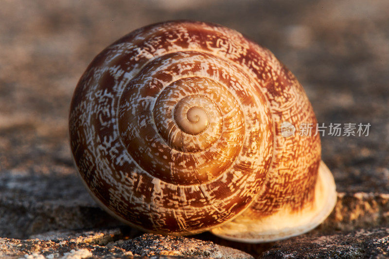 一个棕色的蜗牛壳被夕阳照亮，用微距镜头在石头背景上拍摄，