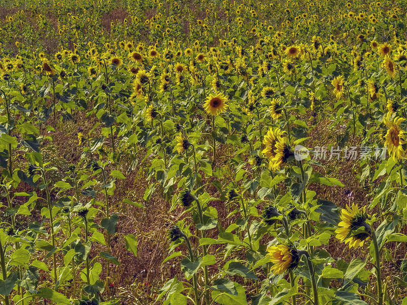 向日葵田农场农业英国中部伍斯特郡