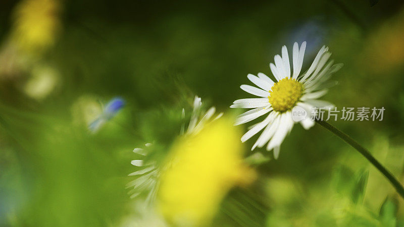 雏菊花