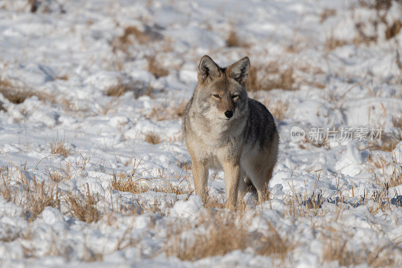 野狼在冬天狩猎与雪前景