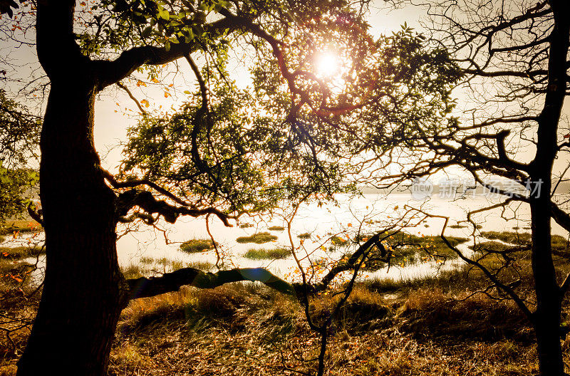 阳光穿过普尔港的树木