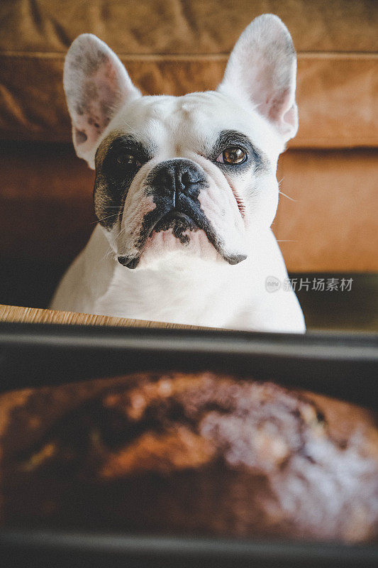狗狗在新烤的大理石蛋糕前等候