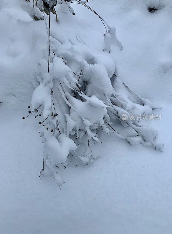 雪后多年生花园，可爱的栖息地