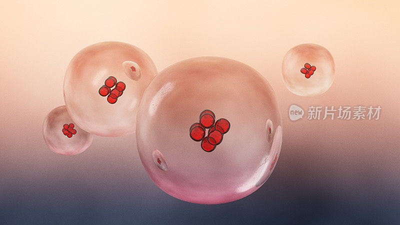 桑葚胚，受精卵分裂后形成的球形细胞