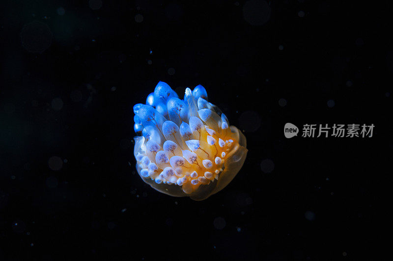 海洋生物裸鳃潜水美人水肺潜水员的观点