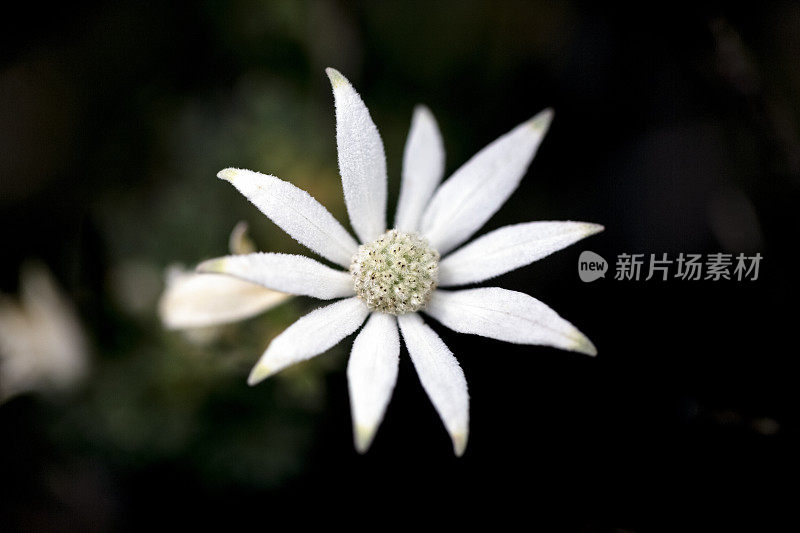 白色法兰绒野花，深色背景与拷贝空间