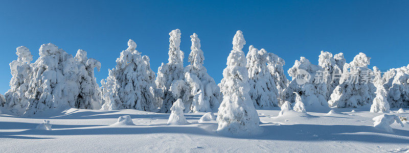 德国萨克索-安哈尔特哈尔茨山布罗肯山上的树木被雪覆盖