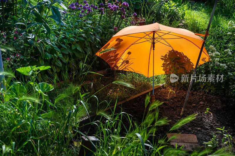 橙色伞，保护幼苗免受日晒雨淋