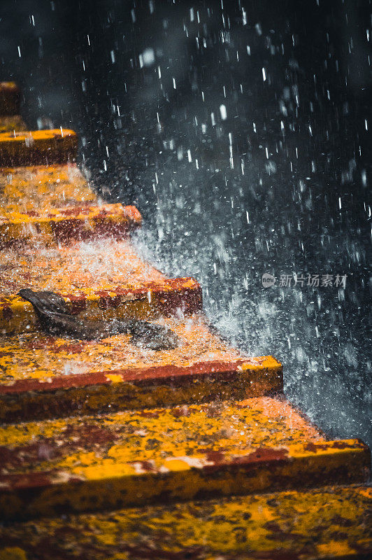 屋顶上的夏雨