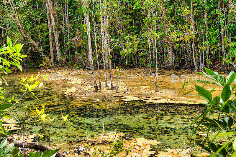 泰国天然沼泽森林