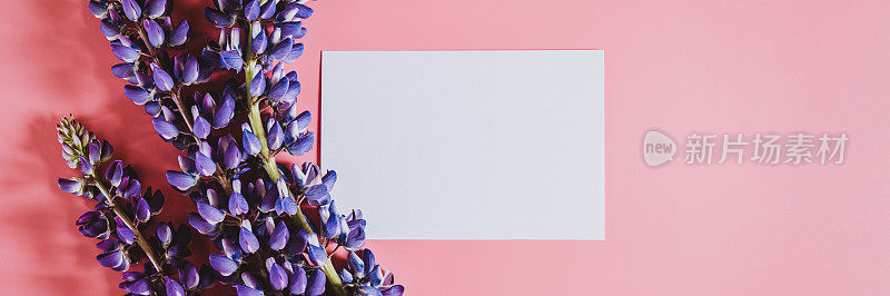 空白的白纸笔记模型的文本与框架的花羽扇豆在蓝色淡紫色盛开在粉红色的背景平lay。空间的文本。横幅