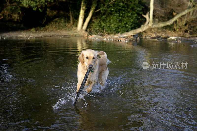 金毛寻回犬在河里玩棍子