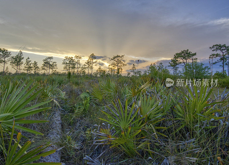 日落在佛罗里达州奥兰多在一个自然的佛罗里达中部林地与棕榈和松树哈尔斯科特保护区