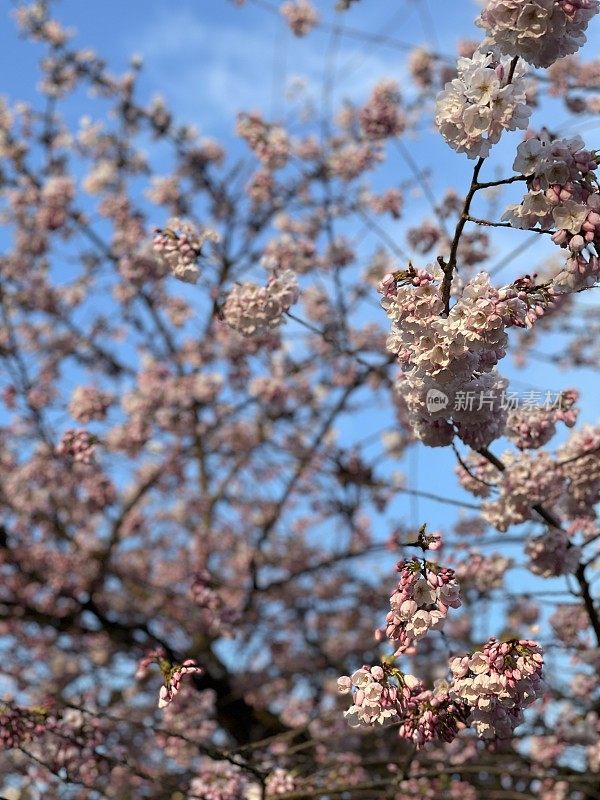 樱花盛开，木兰温哥华