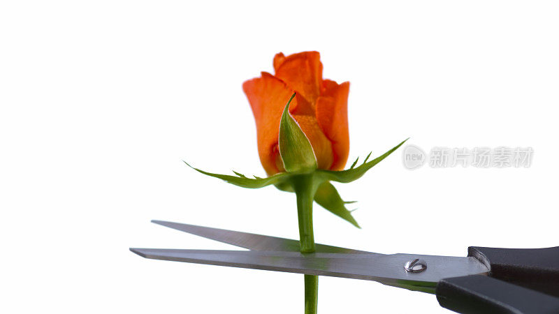 用剪刀剪下玫瑰茎的特写