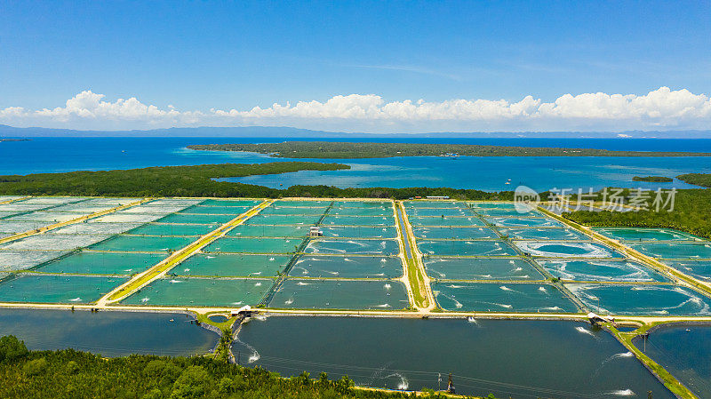 菲律宾的虾养殖业