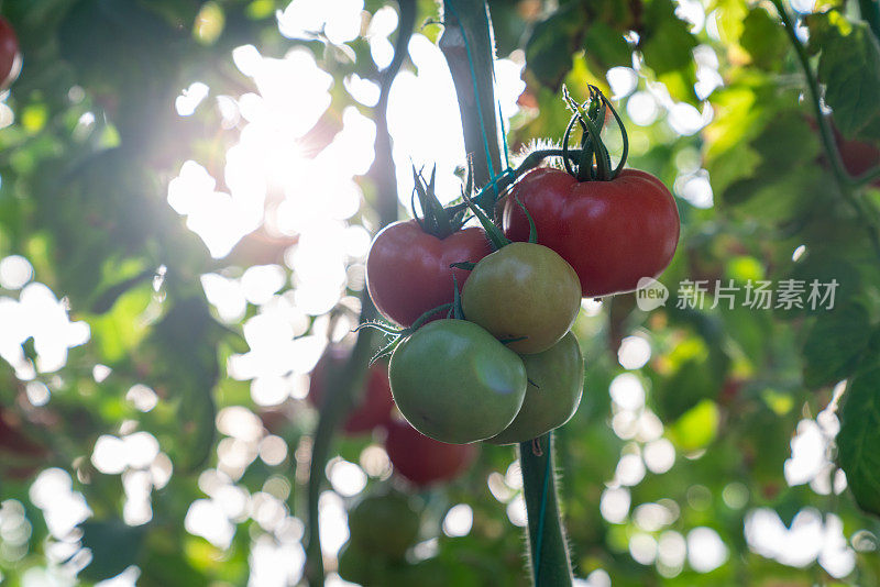 蔬菜园植物枝条上的番茄