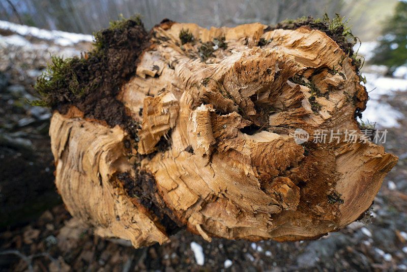 一棵折断的树干在一阵大风和大雪后聚在一起