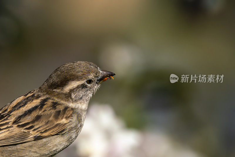 家麻雀在树枝上