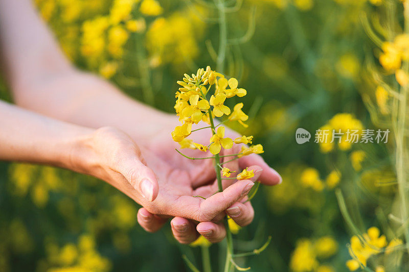 女人手里捧着一朵油菜花，在油菜籽地里，在一个晴朗的日子里