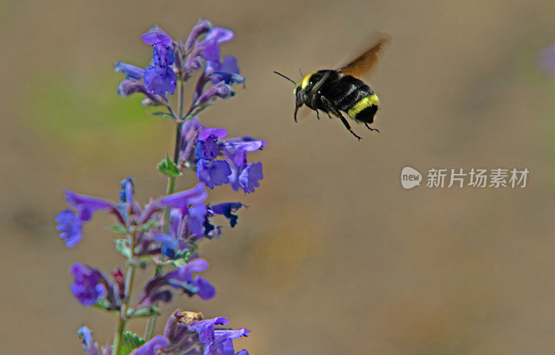 黄色面临大黄蜂