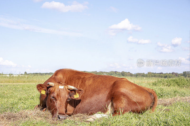 睡觉的奶牛蜷缩在牧场上，饲养着“深红色”的荷兰传统牛，有角。