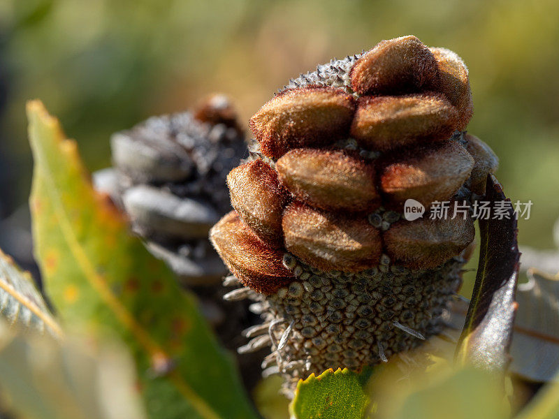 拔克西木属的种子荚