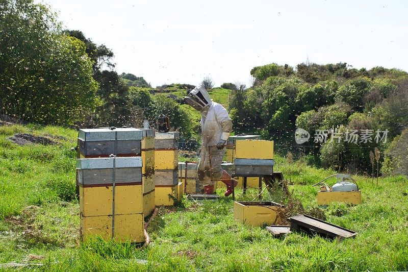 商业养蜂人在春天用蜂箱工作