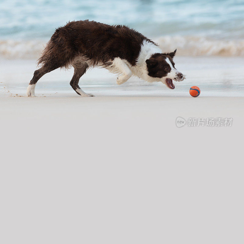 巧克力边境牧羊犬在沙滩上追逐一个球
