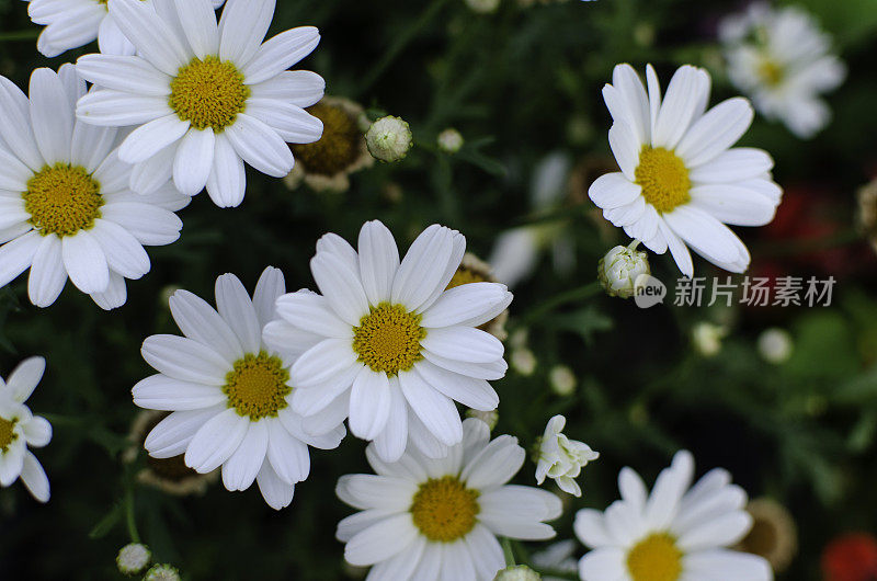 牛眼雏菊花背景