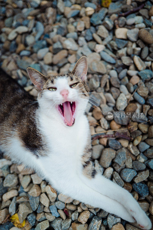 可爱的懒猫躺着打哈欠