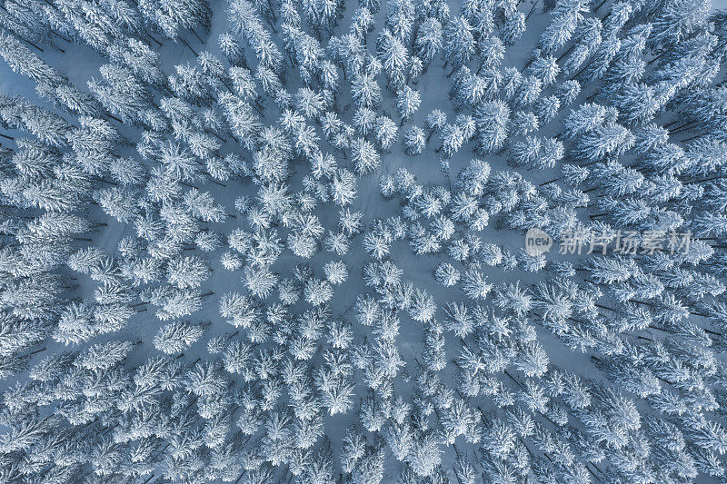 鸟瞰白雪皑皑的森林