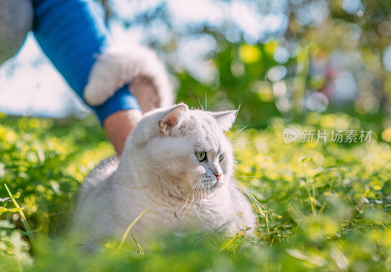 英国短毛猫躺在绿草地上