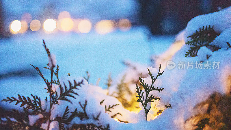 夜晚，雪树上闪烁着圣诞彩灯