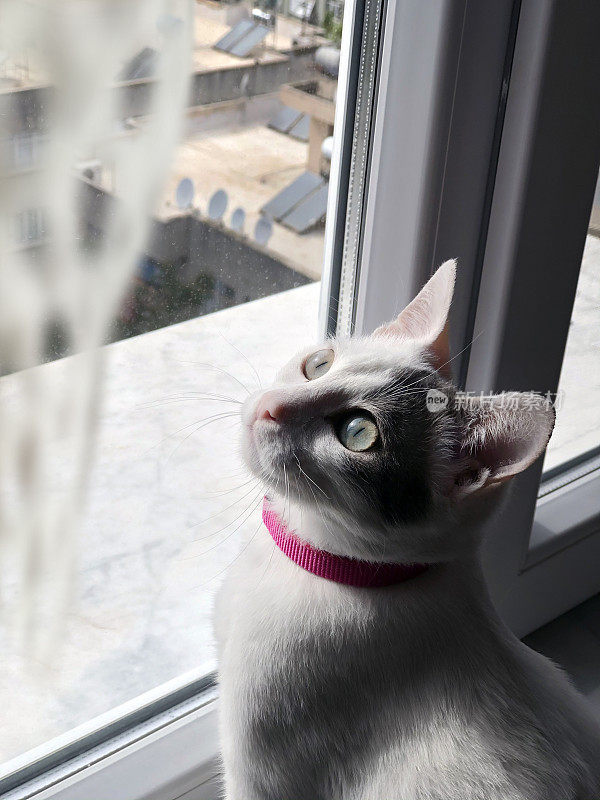 猫从房子的窗户向外看