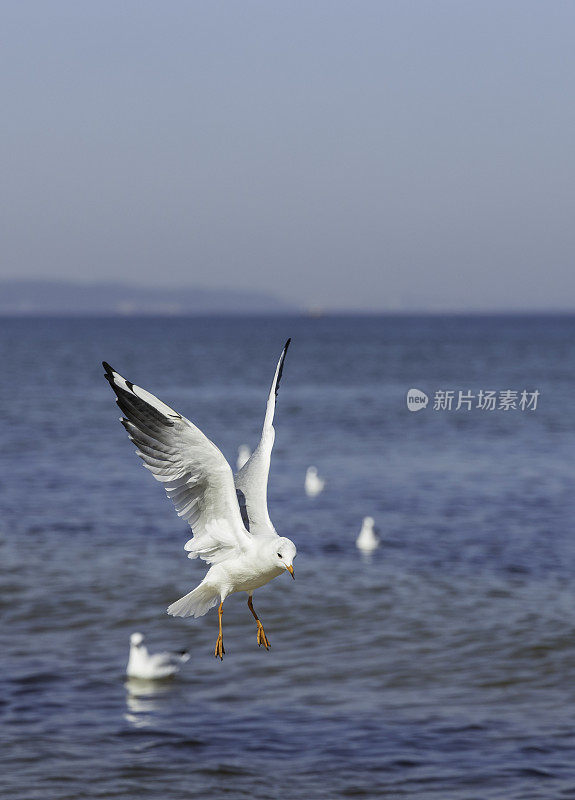 海鸥飞过海滩