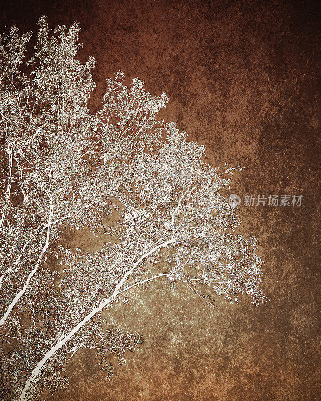 秋天背景上的树剪影