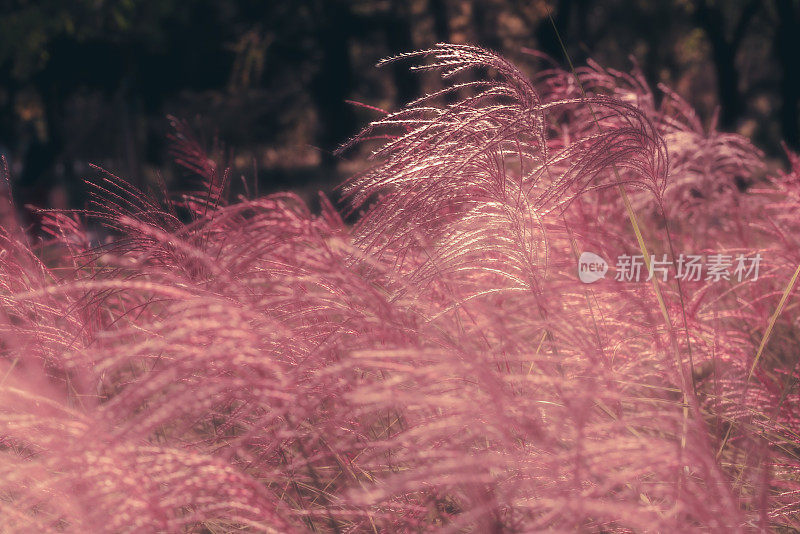 美丽的草花田野与粉红色的背景。自然背景。花和植物。