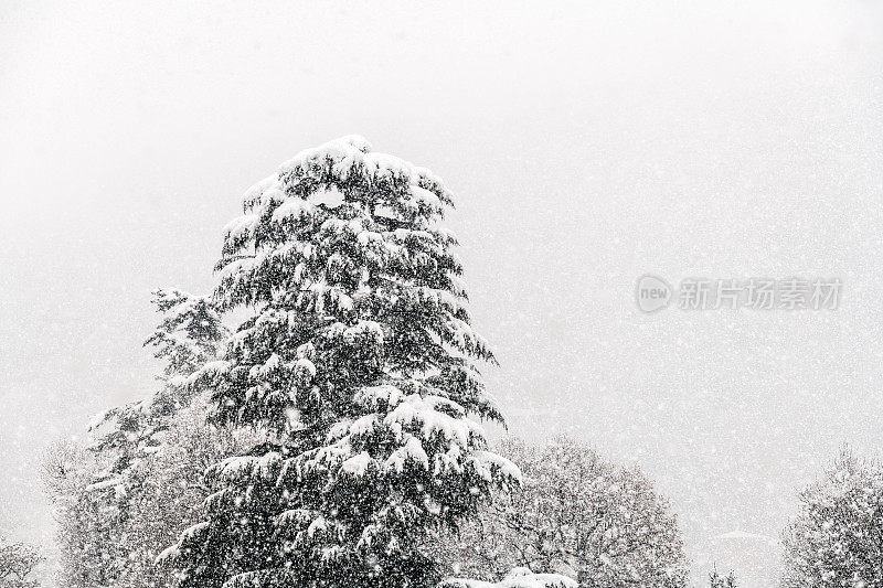 暴风雪