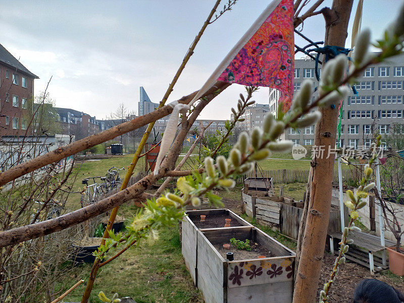 Düsseldorf社区花园附近的主要站在季节开始在3月与春天的柳树