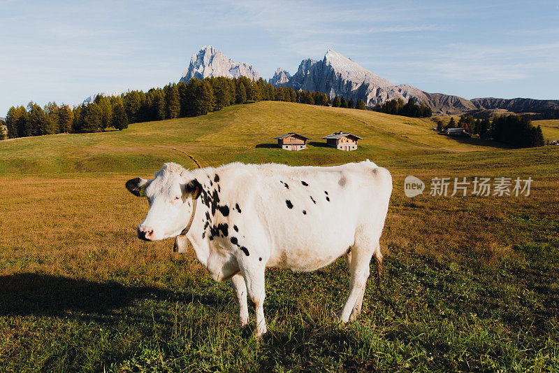 黑点白色外套在阿尔卑斯牧场与白云石阿尔卑斯山脉的全景