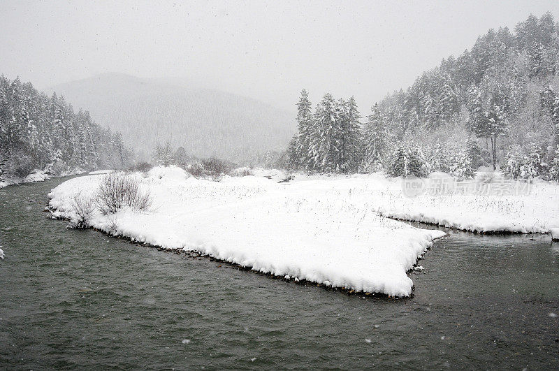 冬天流过森林的小溪和积雪覆盖的冷杉树