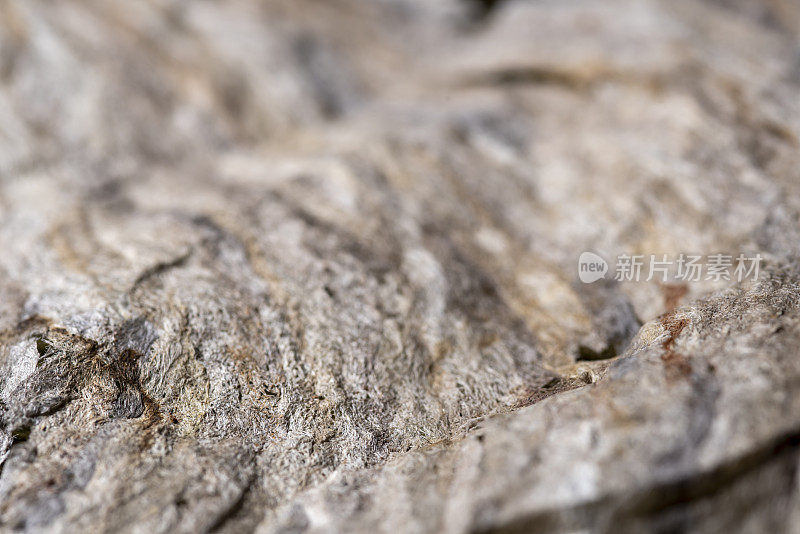 低角度宏的秃面大黄蜂彩色巢单，有自然纤维条纹由黄蜂铺设