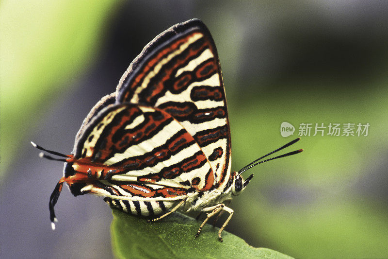 Insect-Butterfly。